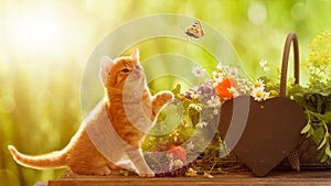 Young cat and butterfly with medicinal herbs