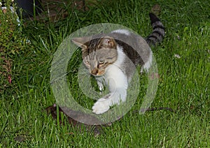 Young cat is catching a rat.