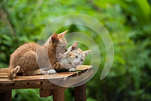 Young cat on the chair
