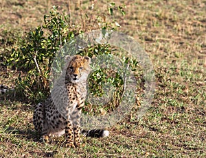 Young cat cheetah near tree. Masai Mara, Kenya