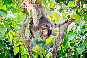 A young cat climbed a tree in the garden_