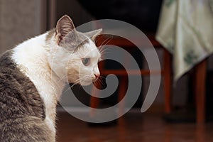 Young cat close up in profile in the room