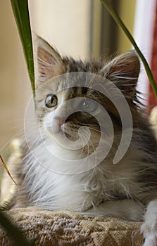 A young cat with curious gaze