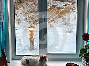 A young cat is dozing on the windowsill. Outside the window is winter and you can see a snow-covered garden and a wooden bird feed