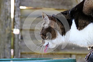 Young cat drinking rainwater from a water barrel