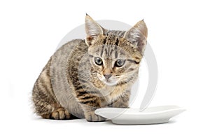Young cat eating