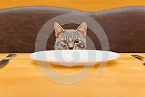 Young cat after eating food from kitchen plate