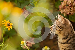 Young cat exploring a garden