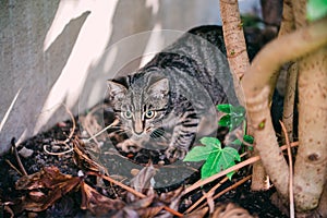 Young cat exploring a garden