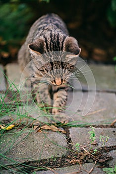 Young cat exploring a garden