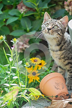 Young cat exploring a garden