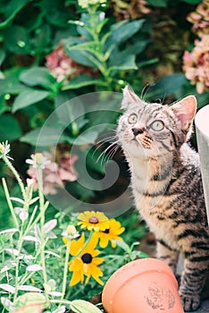 Young cat exploring a garden