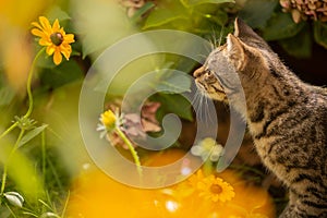 Young cat exploring a garden