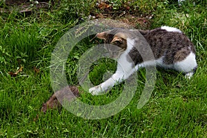 Young cat is fighting with a rat. photo