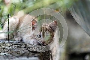 Young cat first adventures outdoor