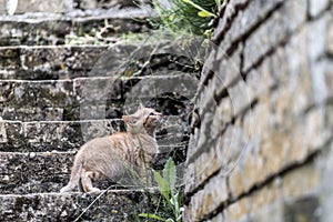 Young cat first adventures outdoor