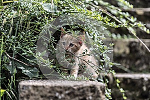 Young cat first adventures outdoor