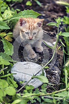 Young cat first adventures outdoor