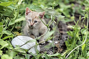 Young cat first adventures outdoor