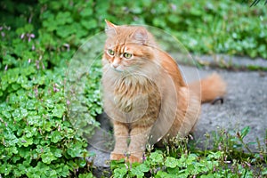 Young cat in the grass