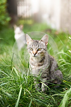 Young cat in the grass in summer