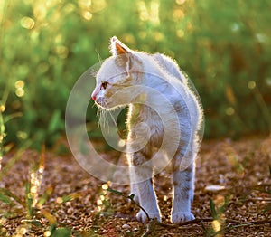 Young cat on green meadow