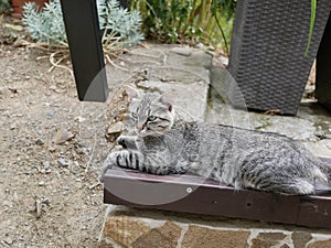 A young cat in a grey stripe lies on a wooden bench in a city Park on a Sunny summer day. Pets in urban environments.