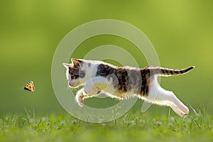 Jóvenes de gato caza de la mariposa en un prado a contraluz.