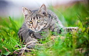 Young cat hunting on grass