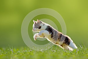 Young cat jumps over a meadow backlit