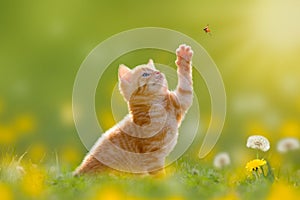 Young cat / kitten hunting a ladybug Back Lit