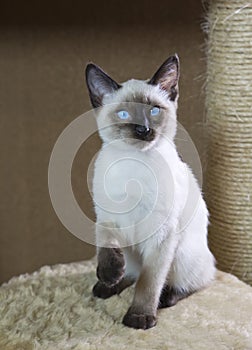 Young cat, kitten, Siam oriental group, Mekong bobtail