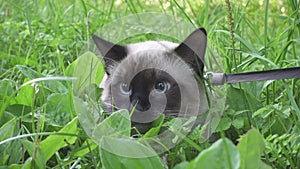 Young cat, kitten, Siam oriental group, Mekong bobtail walks on a lead in a green grass