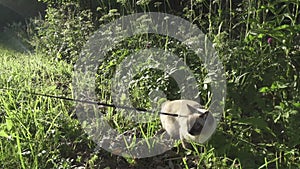 Young cat, kitten, Siam oriental group, Mekong bobtail walks on a lead in a green grass