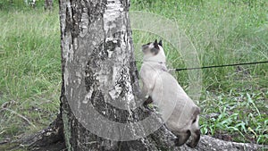 Young cat, kitten, Siam oriental group, Mekong bobtail walks on a lead in a green grass