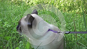 Young cat, kitten, Siam oriental group, Mekong bobtail walks on a lead in a green grass