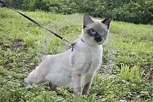 Young cat, kitten  Siamese type ,Mekong bobtail walks in a grass