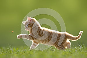 Young cat with ladybird/ladybug on green meadow