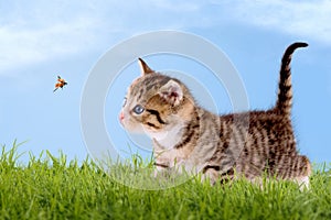 Young cat with ladybug on a green field