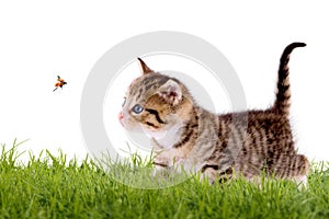 Young cat with ladybug on a green field