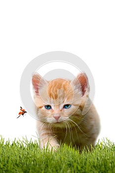 Young cat with ladybug on a green field