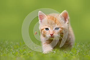 Giovane gatto setto di coccinella sul verde 