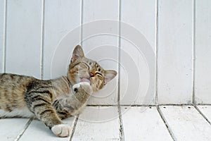 A young cat licking its feet on white wooden plank chair