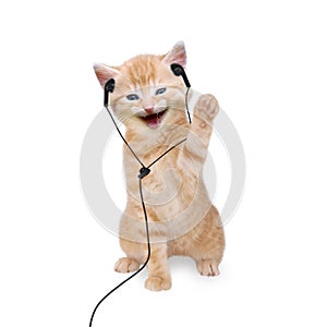 Young cat is listening to music with headphones / headset