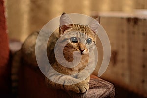 Young cat lying on the armrest