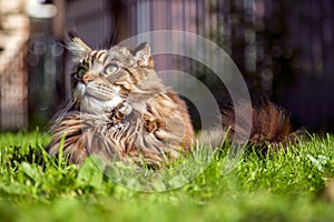 A young cat is lying on the green gras