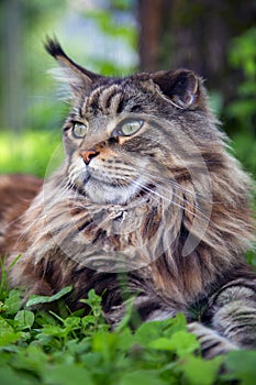 A young cat is lying on the green gras