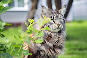 A young cat is lying on the green gras