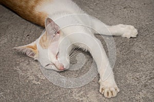 Young cat lying on the ground