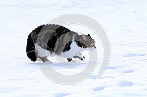 A young cat makes a cat hump in the snow in winter